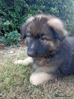 German Shepherd dogs - Advert 3