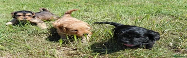 Cockapoo 4 black