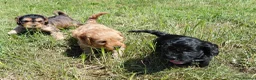 Cockapoo dogs for sale: Fluffy Cockalier-a-Poo Puppies – Ready Soon! - Advert 9