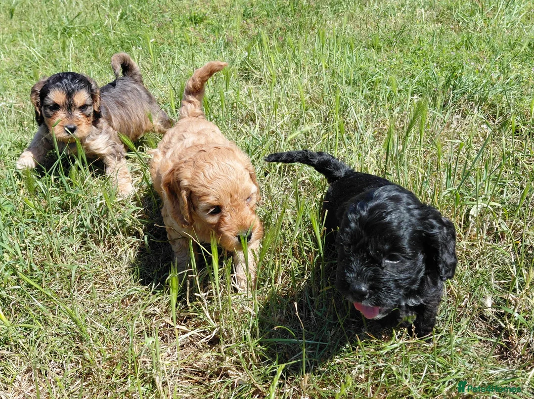 Cockapoo dogs for sale: Fluffy Cockalier-a-Poo Puppies – Ready Soon! - Advert 22