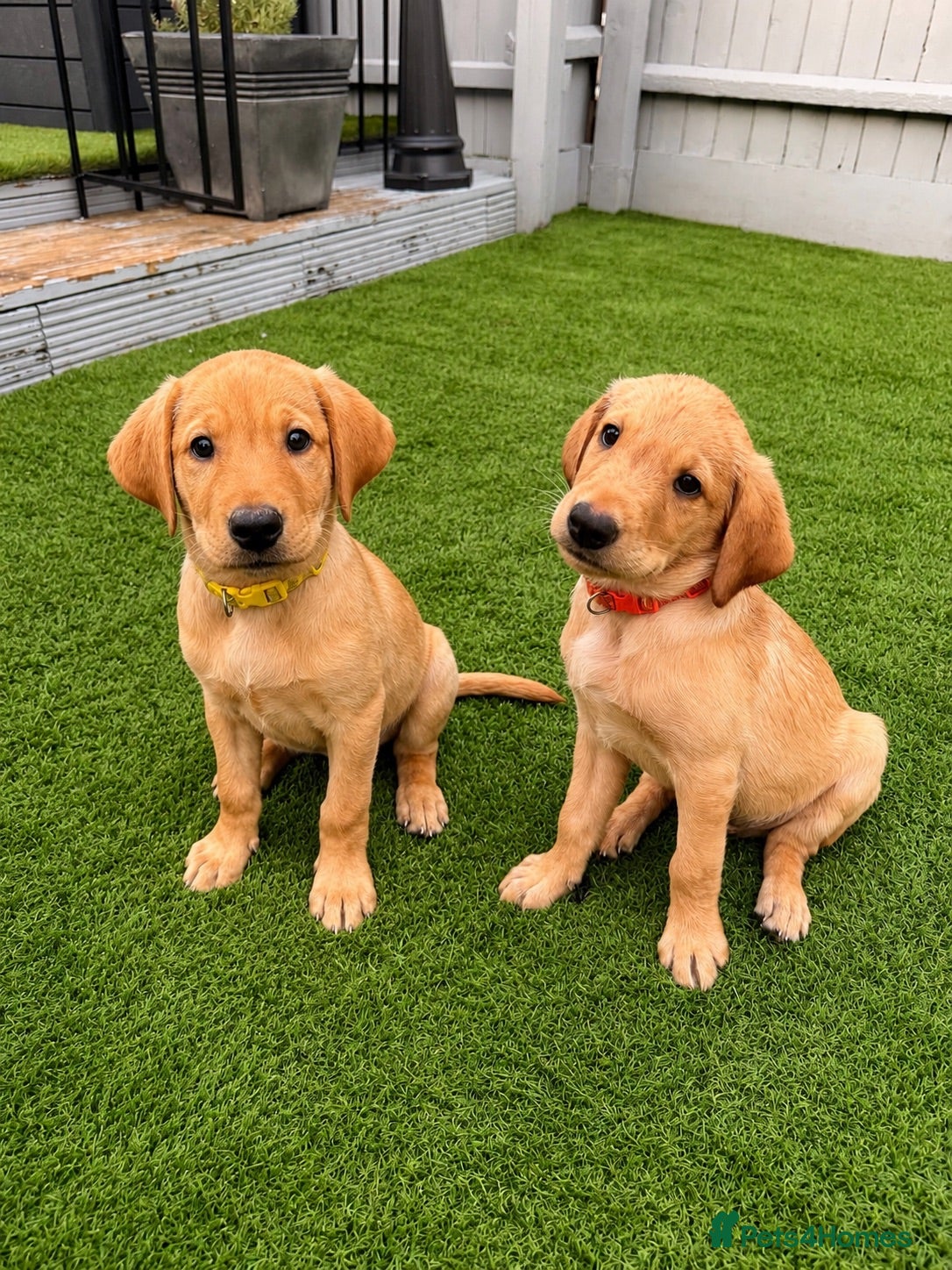 Labrador Retriever dogs FTCH KC Registered  - Advert 1