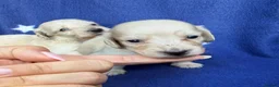 Miniature Dachshund dogs for sale: KC reg English Cream mini Dachshund puppies  - Advert 12