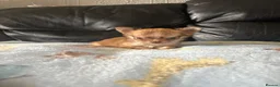 Chihuahua dogs for sale: Long haired chihuahua puppies  - Advert 6