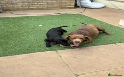 Labrador Retriever dogs for sale: Two Adorable Labrador Puppies - Image 3