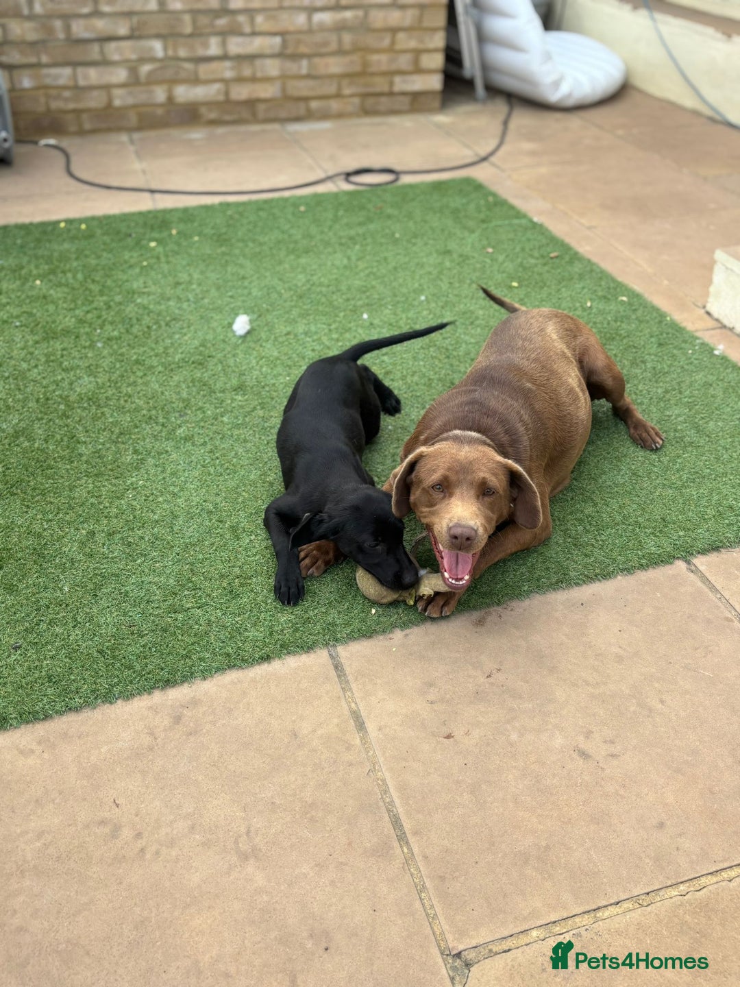 Labrador Retriever dogs for sale: Two Adorable Labrador Puppies - Image 3