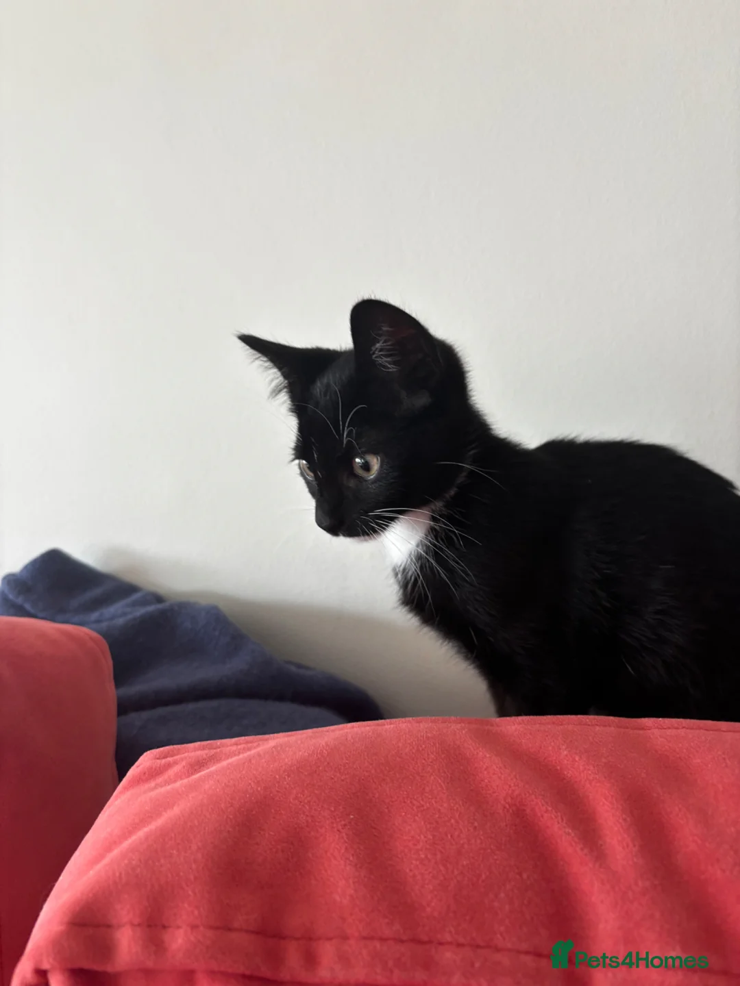 Mixed Breed cats for sale: Gorgeous Tuxedo Kitten 💖 in Hove - Advert 6