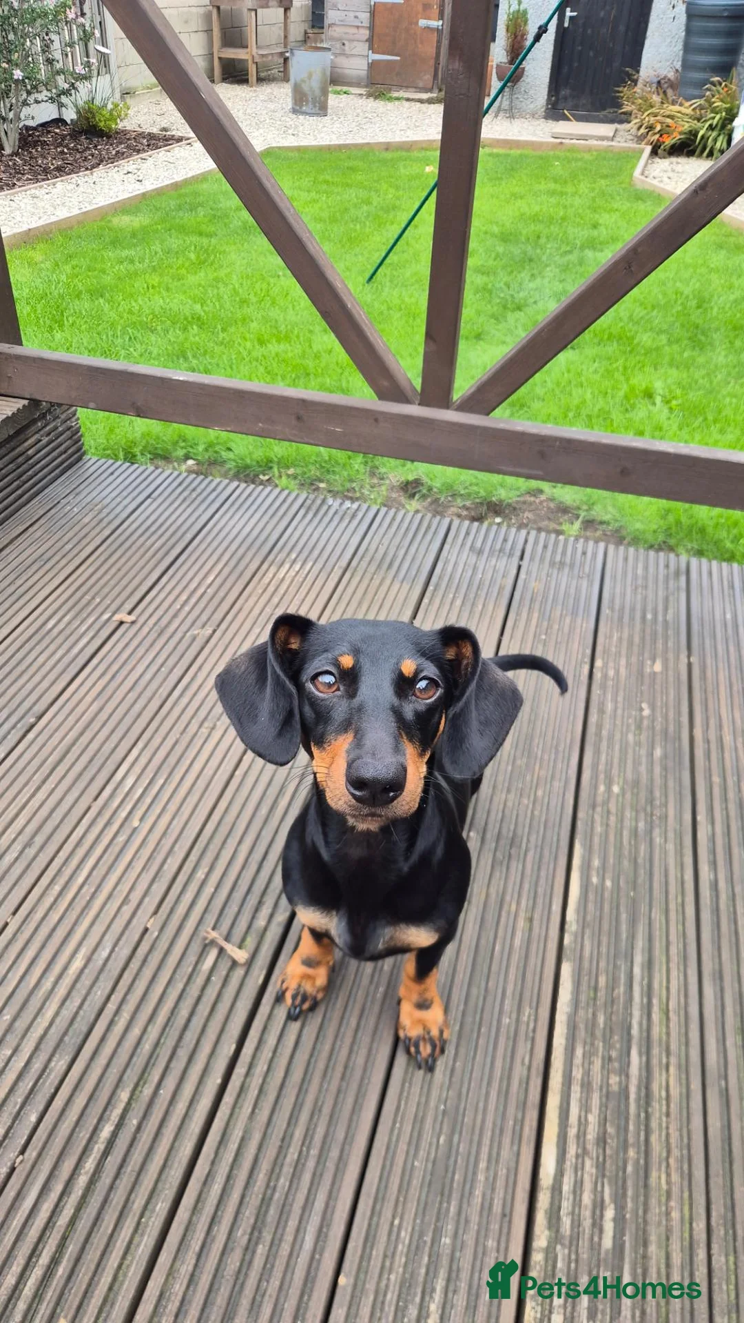 Miniature Dachshund dogs for sale: 3/4 Dachshund 1 year old female in Pontefract - Advert 2