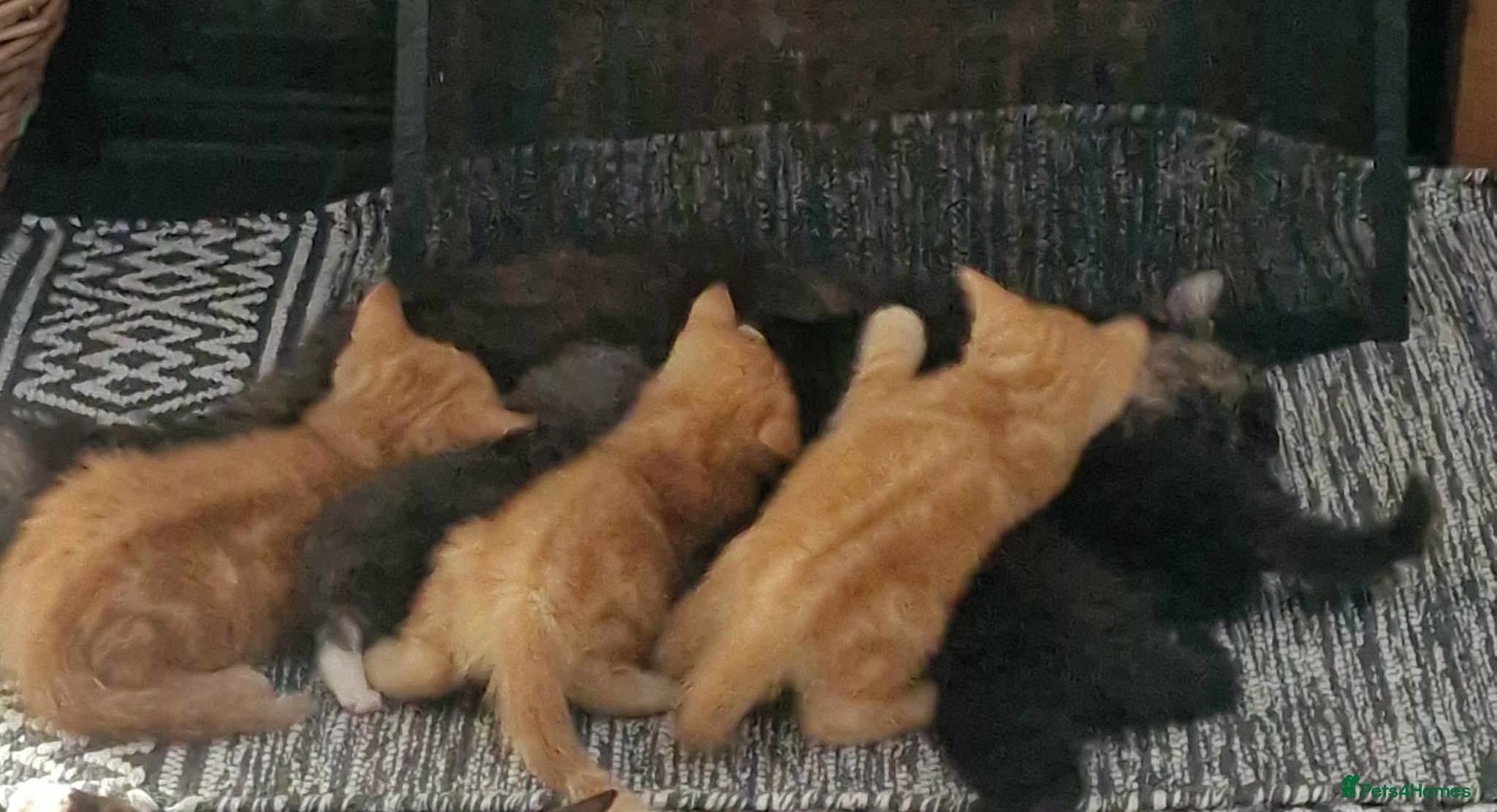 Mixed Breed cats Ginger and grey and black and tabby kittens - Advert 1