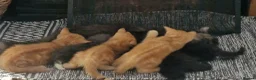 Mixed Breed cats for sale: Ginger and grey and black and tabby kittens - Advert 1