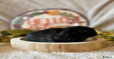 Mini Lop rabbits - Advert 2