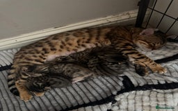 Bengal cats for sale: Bengal cross Maine coon - Image 7