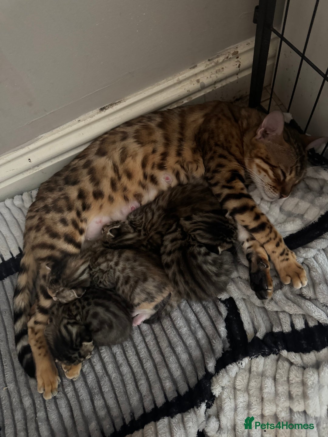 Bengal cats for sale: Bengal cross Maine coon - Image 7