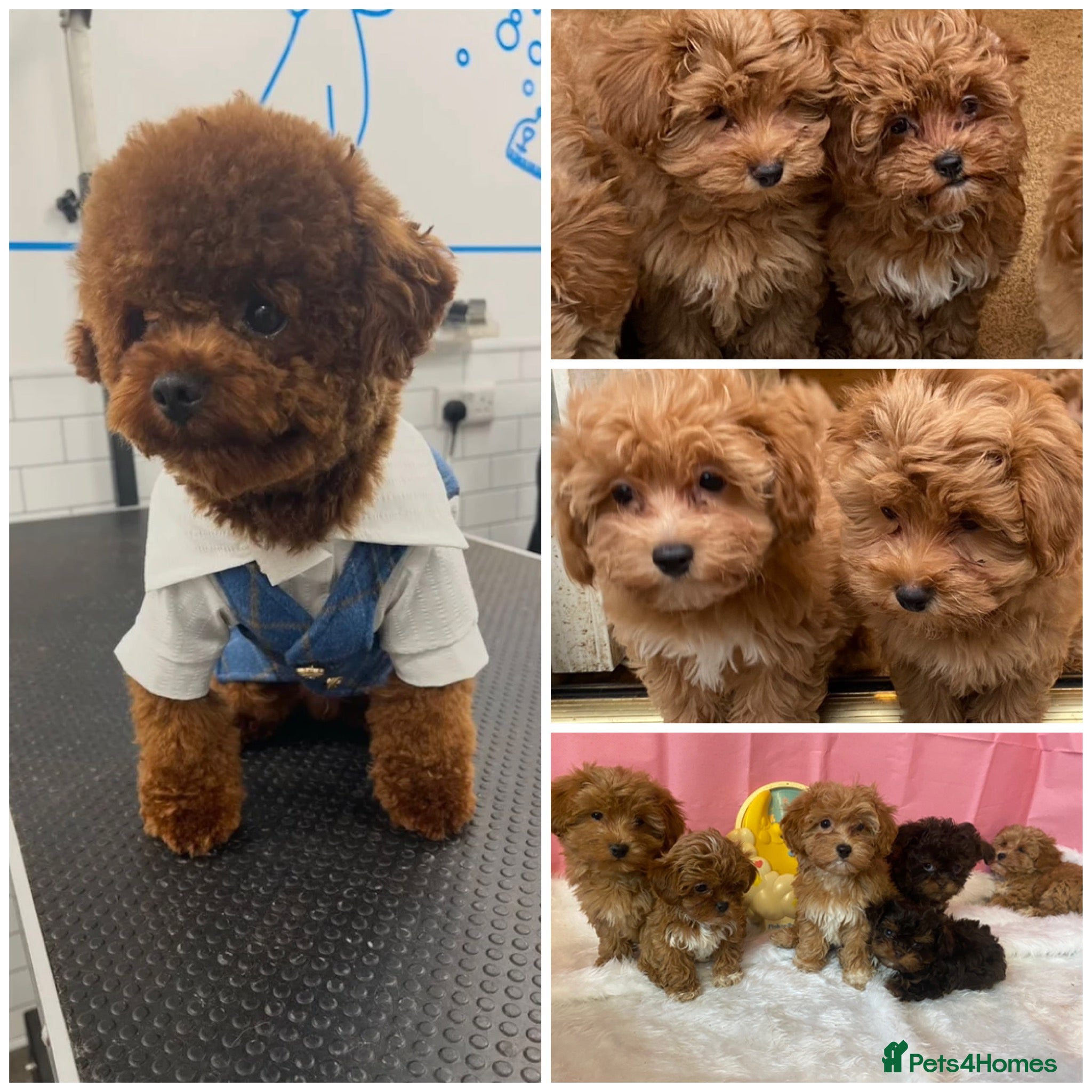 Maltipoo dogs Extensively DNA clear toy Asian Maltipoo puppies  - Advert 18