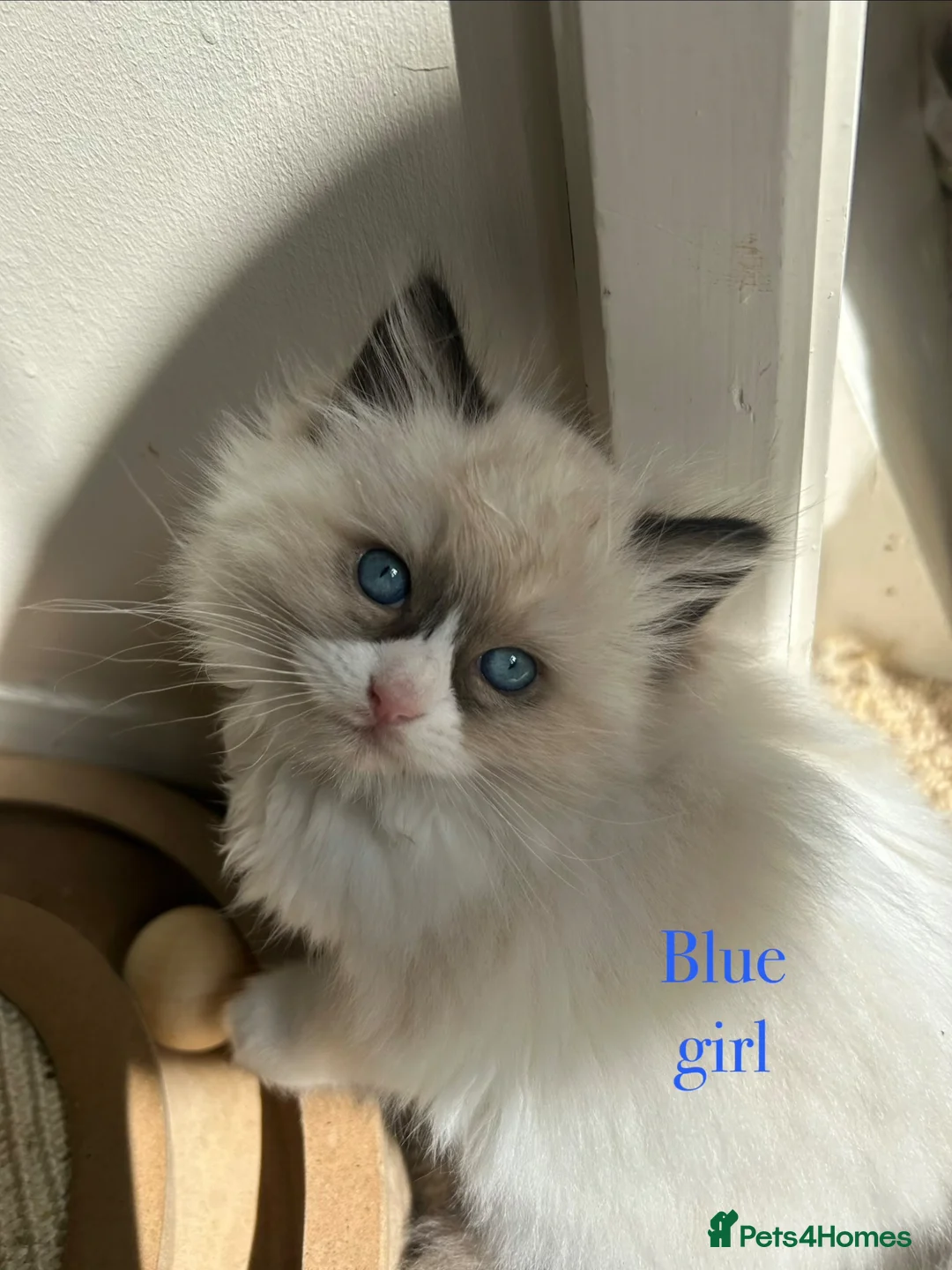 Ragdoll cats for sale: Beautiful Ragdoll Kittens  - Advert 1