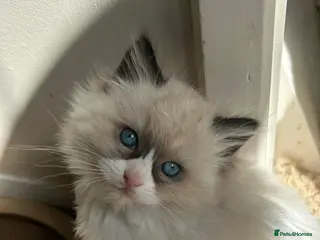 Ragdoll cats Beautiful Ragdoll Kittens - Advert 2