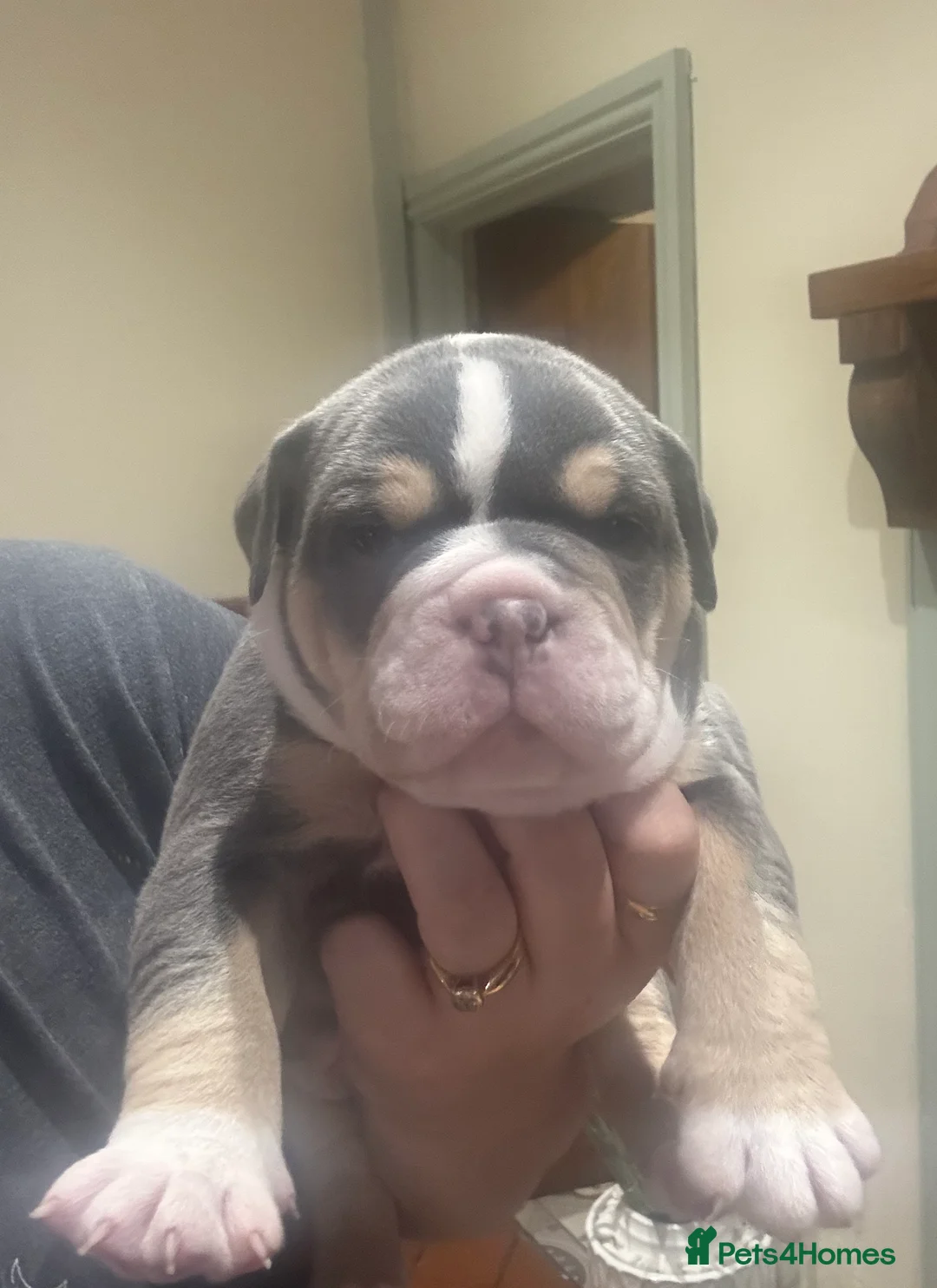 Dorset Olde Tyme Bulldogge dogs for sale: Beautiful true to the breed amazing quality🦍 in Treorchy - Advert 2