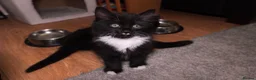 Turkish Angora cats for sale: Turkish Angora Mix Kittens - Advert 20
