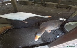 Geese poultry for sale: 2 x Geese - Image 4