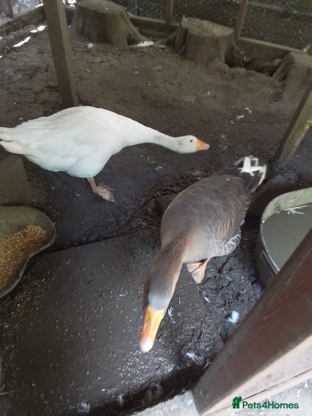 Geese poultry for sale: 2 x Geese - Image 4
