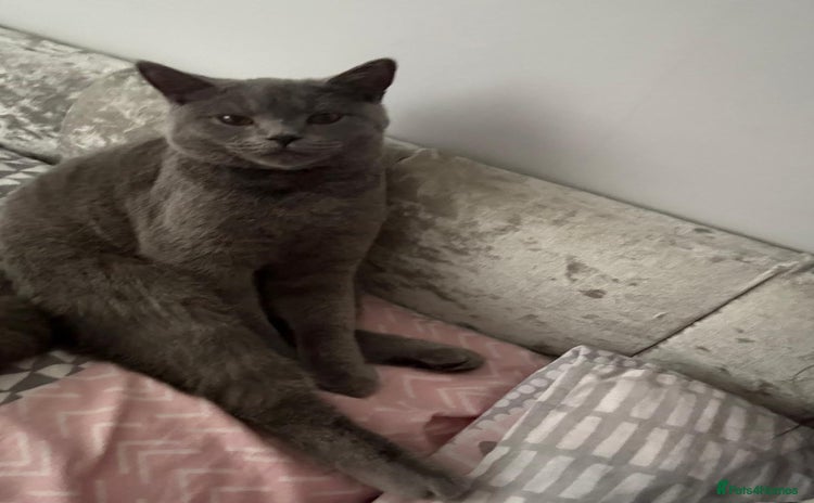 British Shorthair cats - Advert 13
