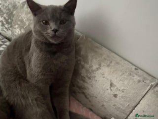 British Shorthair cats - Advert 8