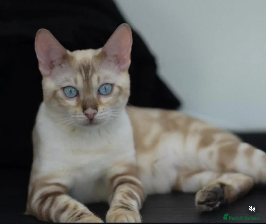Bengal cats for sale: BENAMESE cubs ☁️🩷🩵 - Advert 11