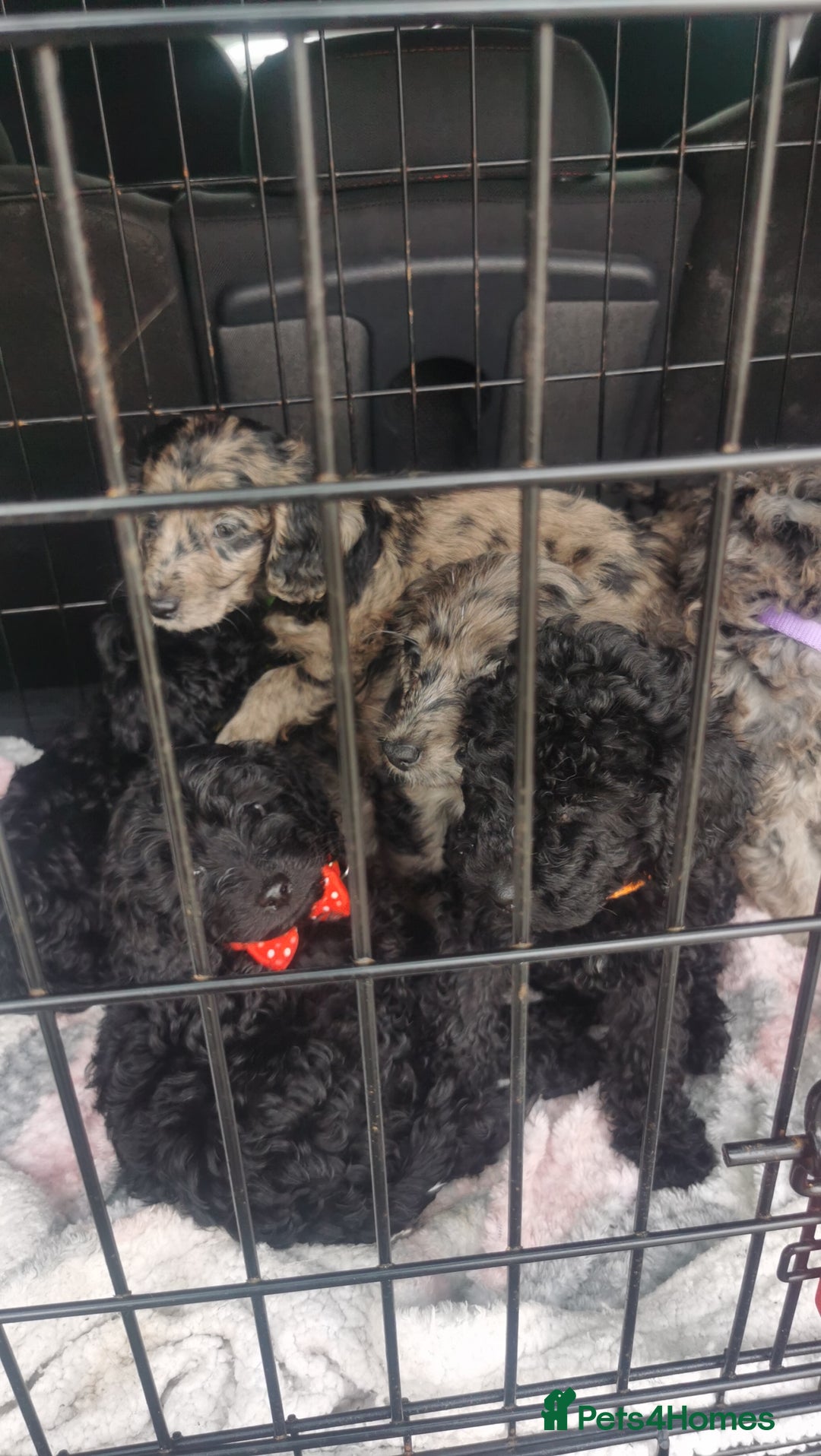 Cockapoo dogs for sale: Cockapoo puppies  - Image 9