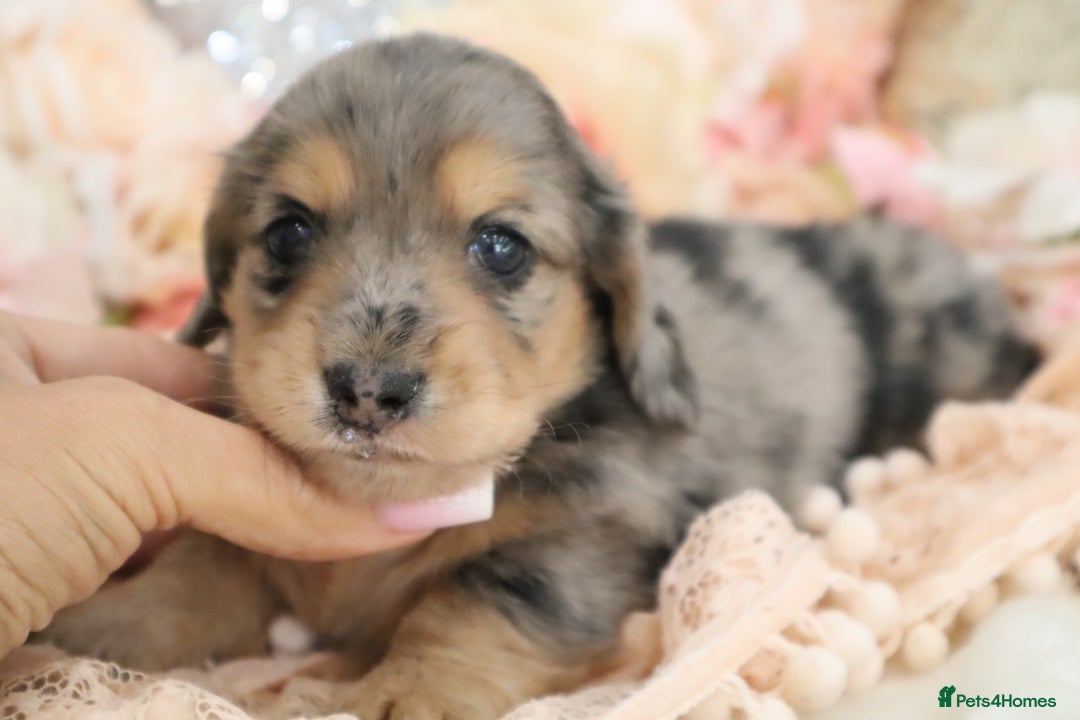 Miniature Dachshund dogs for sale: KC Registered Miniature Dachshund Puppies - Image 14