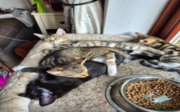 Mixed Breed cats for sale: 2 x male kittens - Image 9