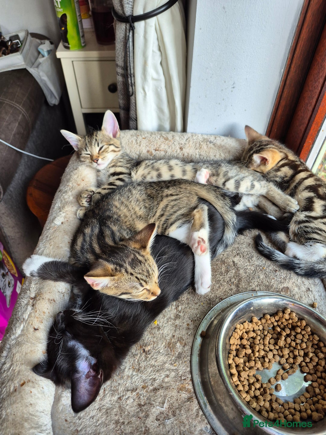 Mixed Breed cats for sale: 2 x male kittens - Image 9