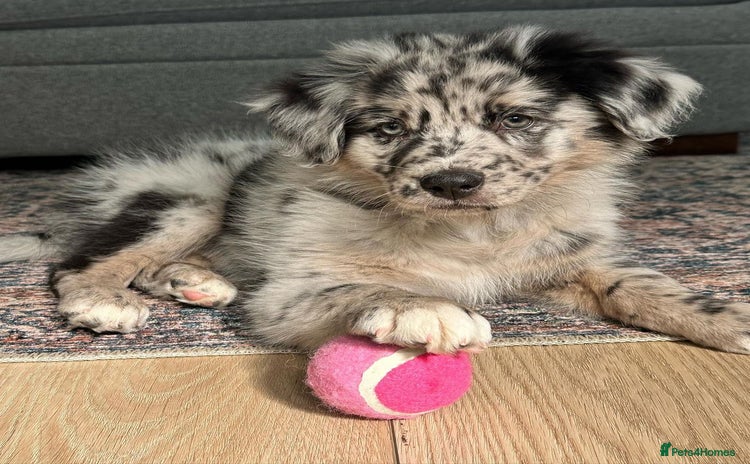 Australian Shepherd dogs - Advert 1