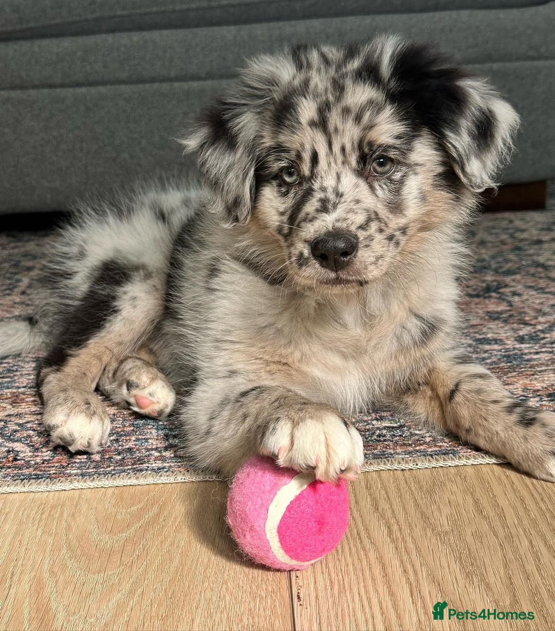 Australian Shepherd dogs for sale:  Australian Shepherd - Image 1