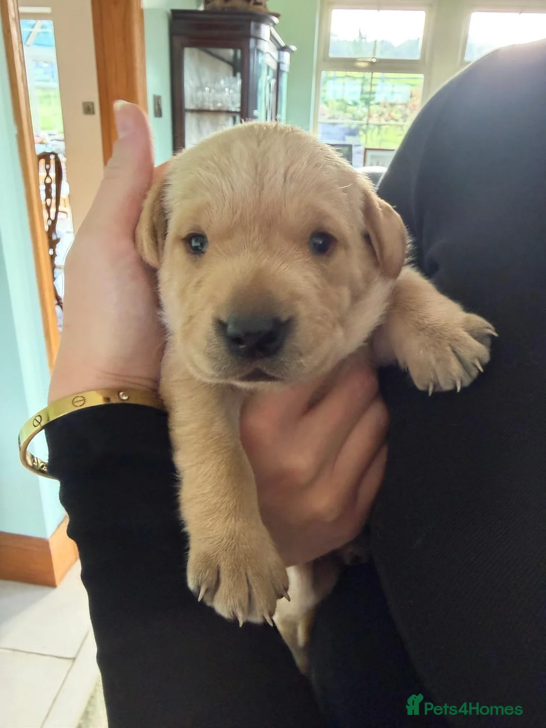 Labrador Retriever dogs for sale: Labrador puppies KC reg working in Sheffield - Advert 1