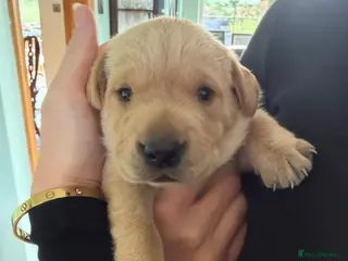 Labrador Retriever dogs Labrador puppies KC reg working - Advert 1