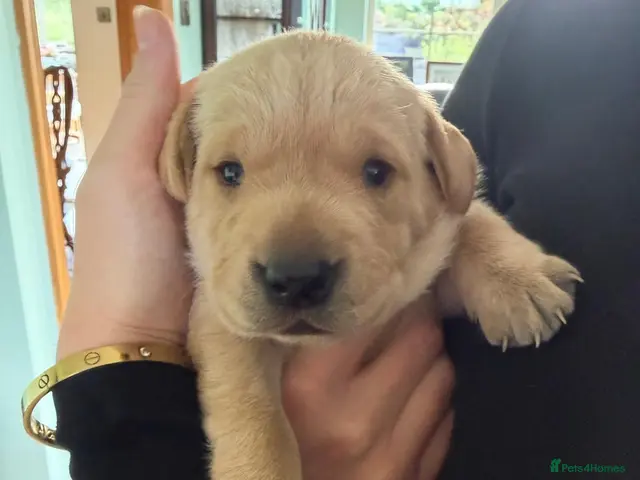Labrador Retriever dogs Labrador puppies KC reg working - Advert 19