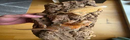 Bearded Dragon reptiles for sale: Baby Bearded Dragon  in Edinburgh - Advert 5
