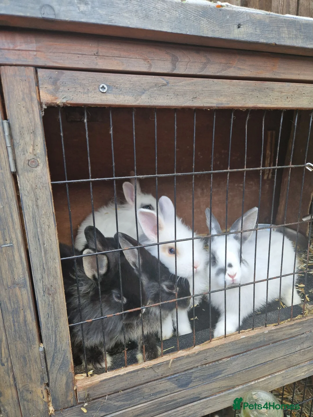 Lionhead rabbits for sale: 5 lionhead rabbit are looking for new house in Nottingham - Advert 2