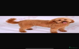 Cavapoo dogs for sale: Red F1 cavapoos Suoerb with full DNA tests - Image 2