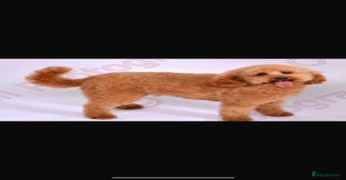 Cavapoo dogs - Advert 8