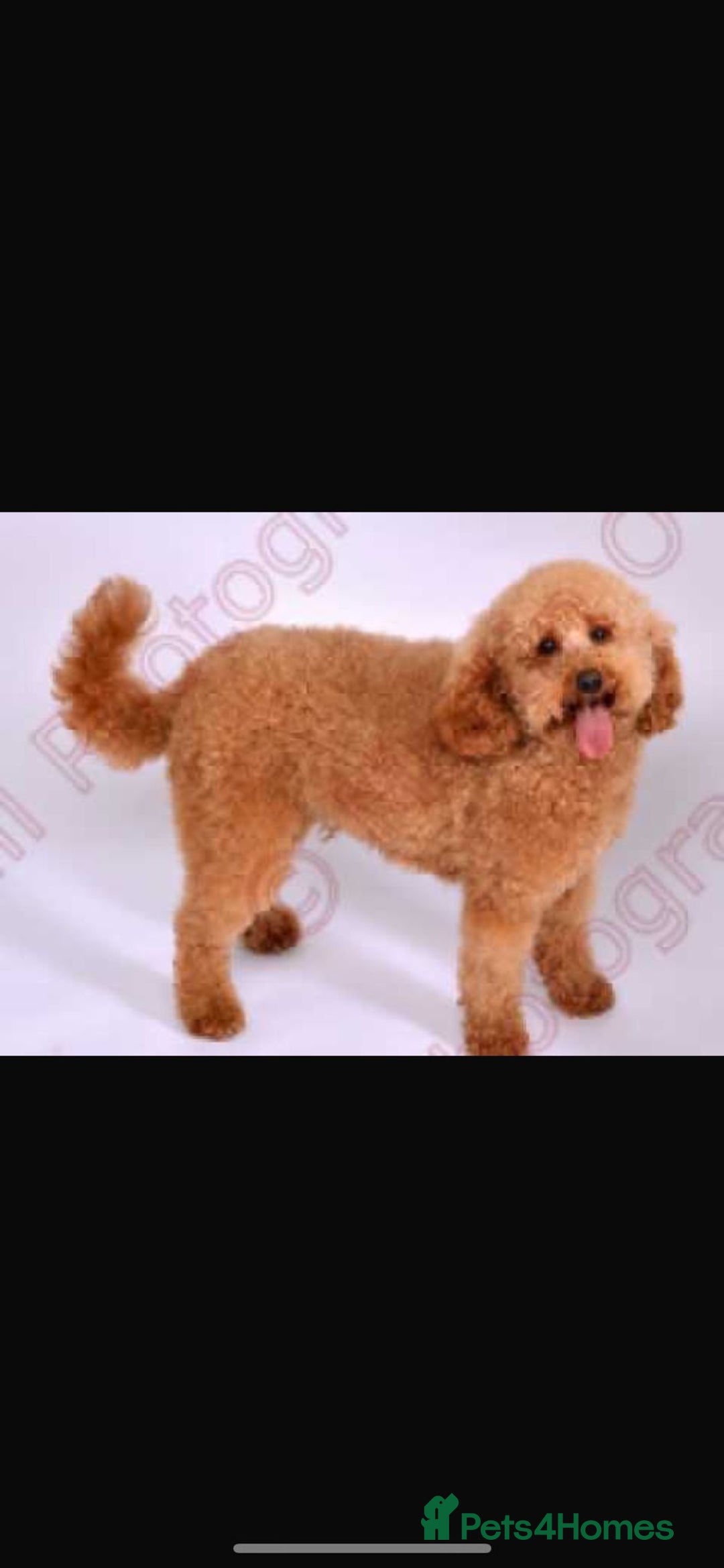 Cavapoo dogs for sale: Red F1 cavapoos Suoerb with full DNA tests - Image 2