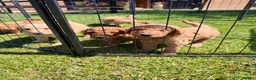 Standard Poodle dogs for sale: Red Standard Poodle puppies - Advert 17