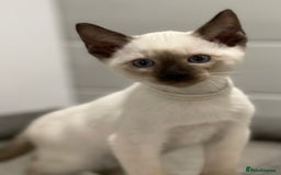 Siamese cats for sale: GCCF Registered Traditional Siamese Kittens  - Image 26