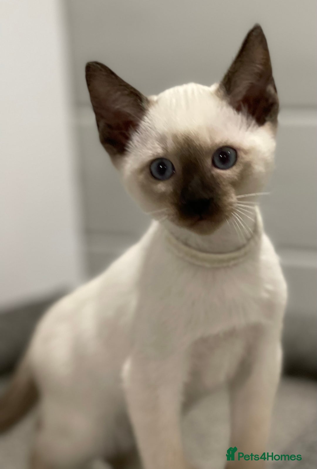 Siamese cats for sale: GCCF Registered Traditional Siamese Kittens  - Image 26