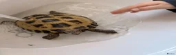 Tortoise reptiles for sale: Male Horsefield Tortoise  - Advert 4