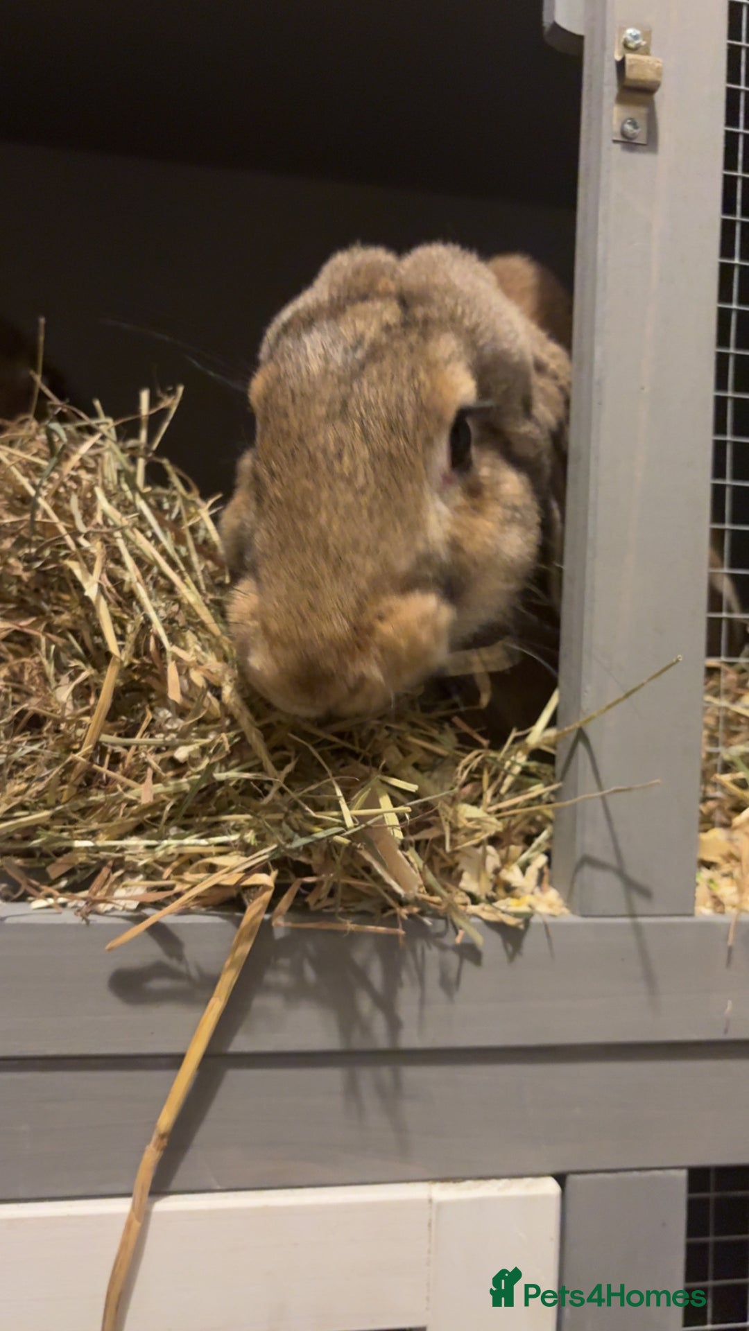 English Lop rabbits for sale: english giant lops  - Advert 2