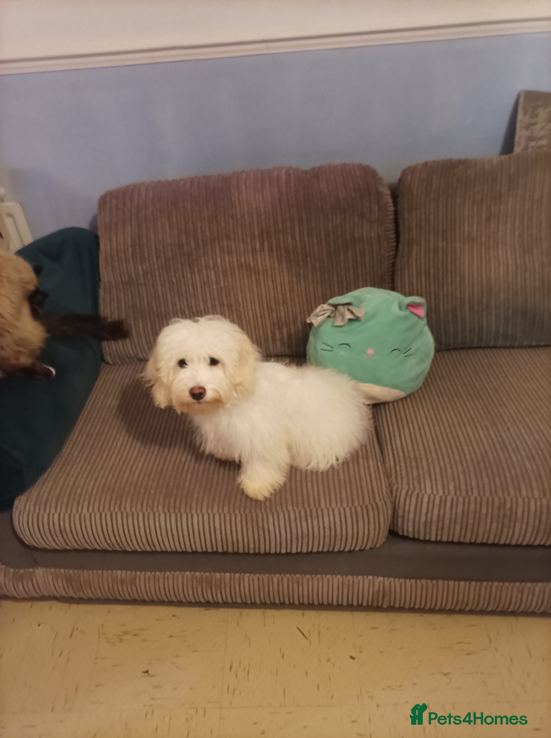 Maltipoo dogs for sale: Beautiful Maltipoo puppies  - Advert 27