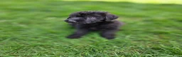 Lurcher dogs for sale: Deerhound Greyhound Collie/Bedlington  - Advert 2