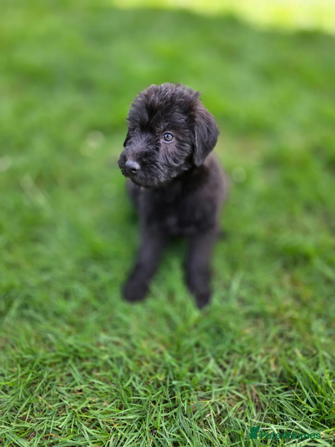Lurcher dogs for sale: Deerhound Greyhound Collie/Bedlington  - Advert 2