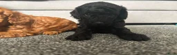 Miniature Poodle dogs for sale: Beautiful KC miniature Poodles - Advert 4