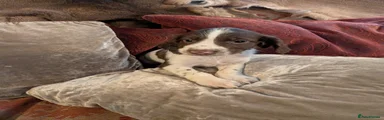 English Springer Spaniel 4